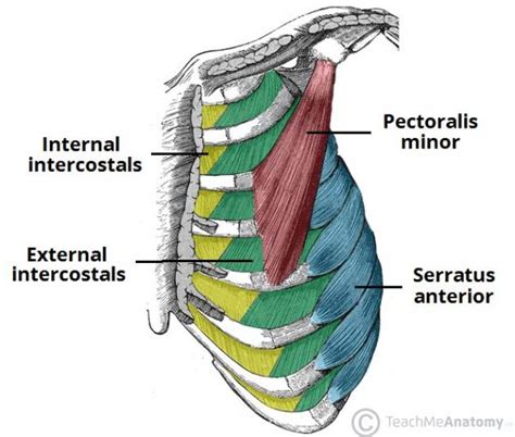Thoracic Muscles Attachments Actions Teachmeanatomy