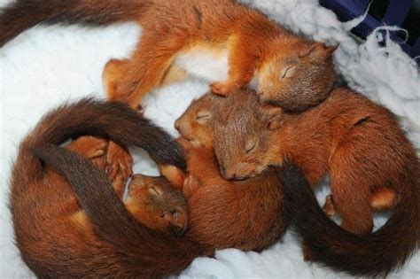 Baby Red Squirrels Survive British Hurricane Katia