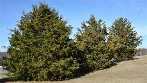 Native Red Cedar Is More Than A Holiday Tree