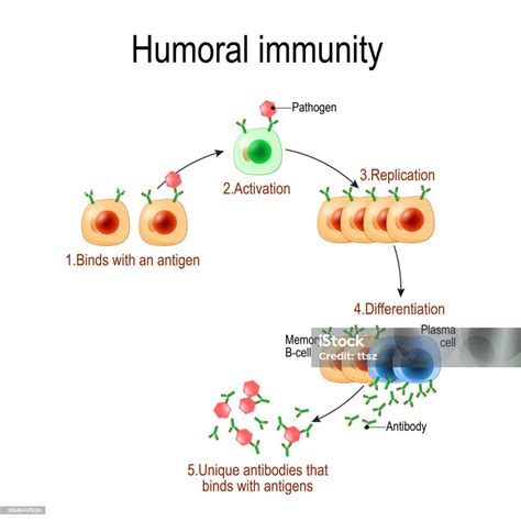 Humoral Immunity Antibodymediated Immunity Stock Illustration