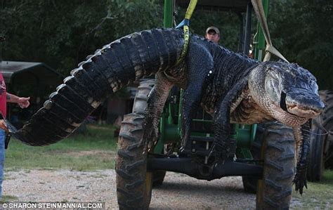 Worlds Biggest American Alligator Caught By Alabama