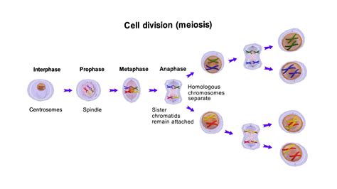 Meiosis Cell Division Vector Diagram Buy Royalty Free 3d Model By