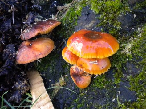 Swansea Fungi Fungi Since The New Year