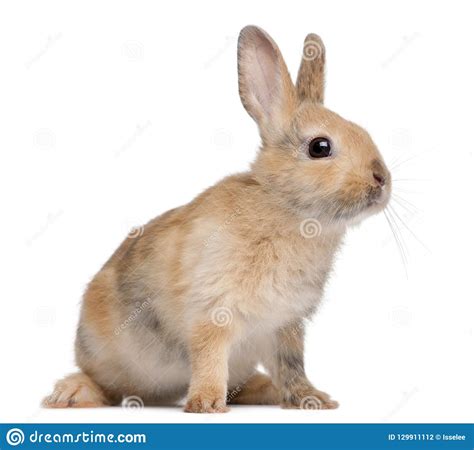Portrait Of A European Rabbit Oryctolagus Cuniculus Stock