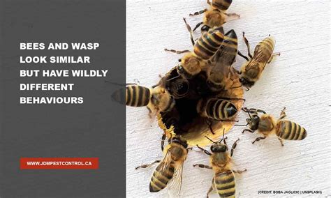 Bee And Wasp Removal All You Need To Know Jdm Pest Control