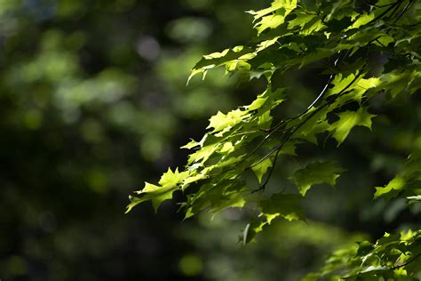 Kostenlose Bild Gr Nes Blatt Umwelt Baum Zweig Natur Sommer