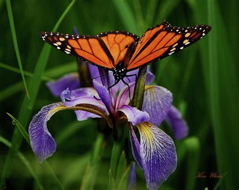 Choose from a curated selection of flower photos. Monarch butterfly on a blue flag iris Photograph by Kim Utesch