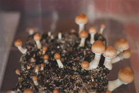 Psychedelic Mushrooms Can Help Ease Anxiety And Depression