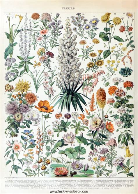 Vintage Botanical Prints Free Printable