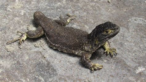 New Lizard Species Discovered In Peruvian Andes Bbc News