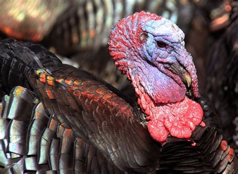 For Turkeys Sex Appeal Less About Genes One S Born With Than Their Expression Nature World News