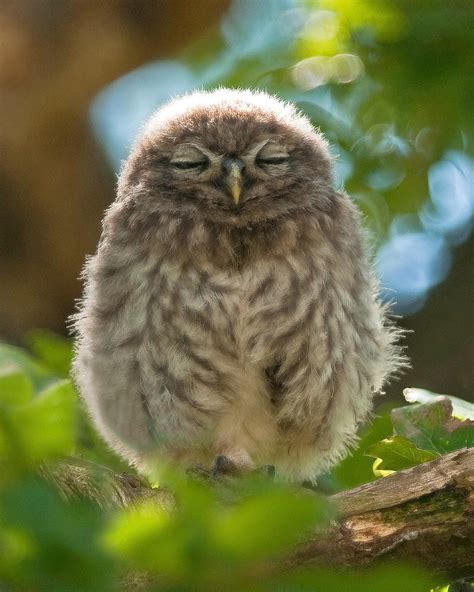 Hush Little Baby Young Little Owl Young Fluffy