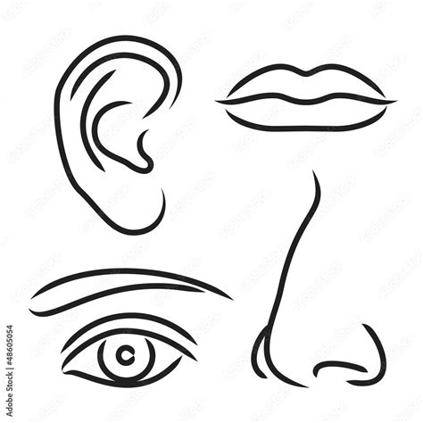 Vector Illustration Nose Ear Mouth And Eye Stock Vector Adobe Stock
