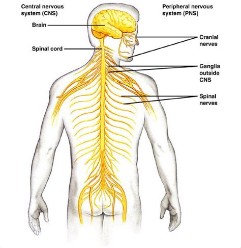 Nervous System And Muscular System Diagram Nervous System Anatomy And