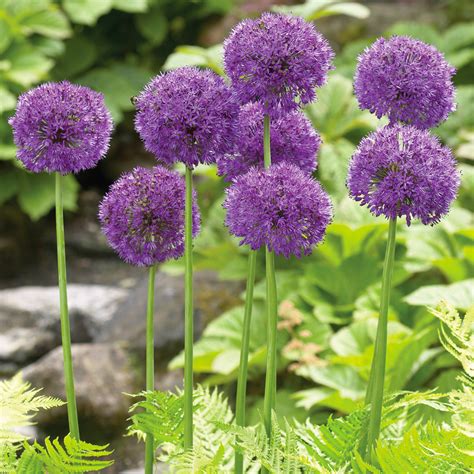 Van Zyverden Allium Purple Sensation Dormant Flower Bulbs Full Sun