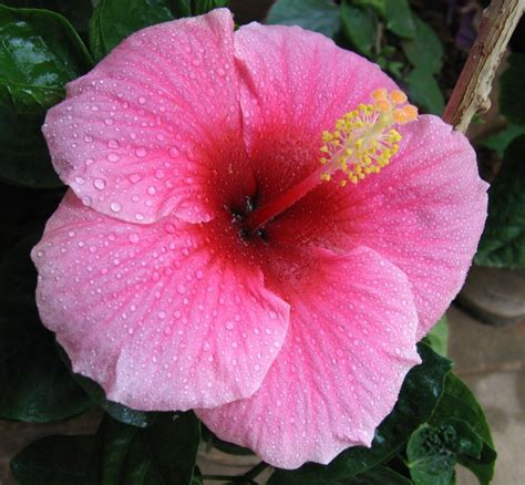 La Preciosa Flor Del Hibisco Rosa De China Jardineriaon