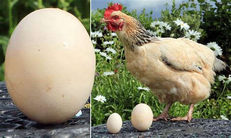 Shell Shocked Hen Lays Egg Thats Three Times Bigger Than Average