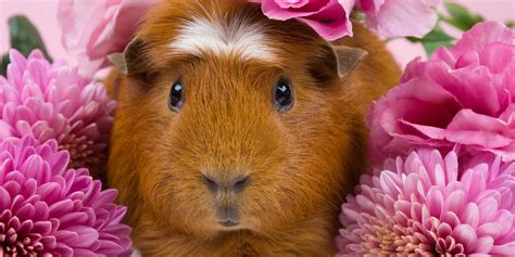 Once you've figured out what guinea pig breed is best for you, you could head to your local animal shelter or check out an online guinea pig rescue. Guinea Pig Breeds List - Complete Guide of All Guinea Pig ...