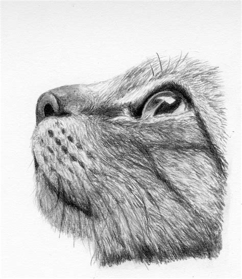 Captivating Cat Profile Art By Cchersin On Deviantart