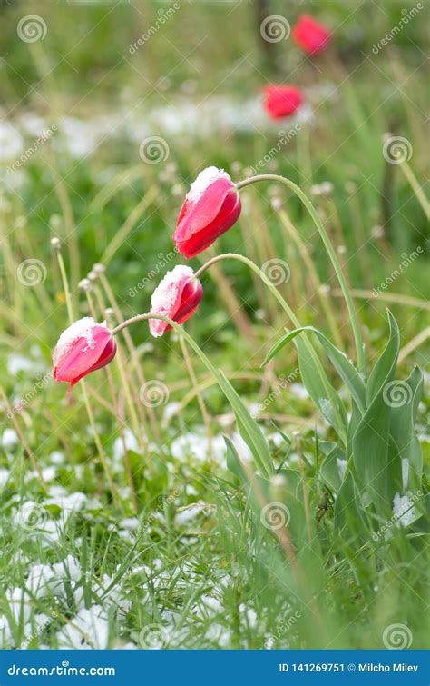 The Tulips Under The Snow Stock Image Image Of Floral 141269751