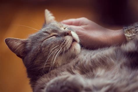 The Healing Power Of Your Cat’s Purr Chilled Cat Medium