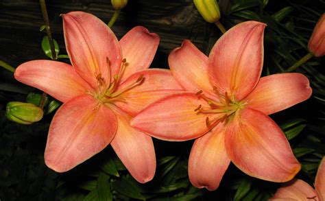 Love This Color Day Lilies Lily Flower Lily