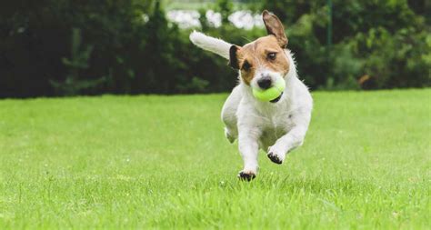 Dog Exercise 8 Reasons Your Dog Needs Exercise Every Day Bechewy
