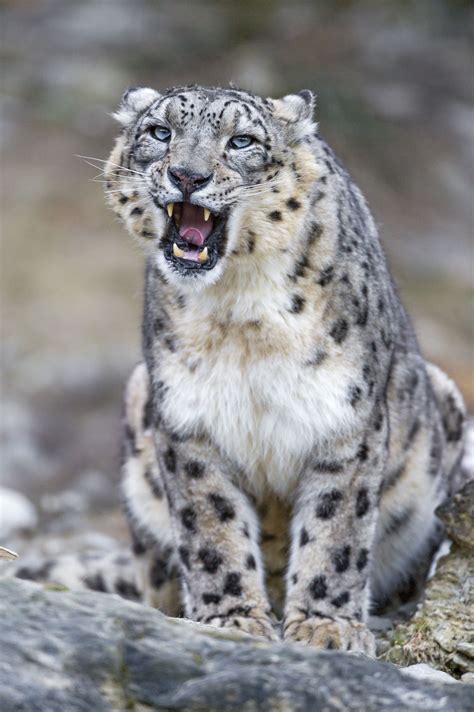 Cute And Funny Sitting Villy Snow Leopard Animals Wild Wild Cats