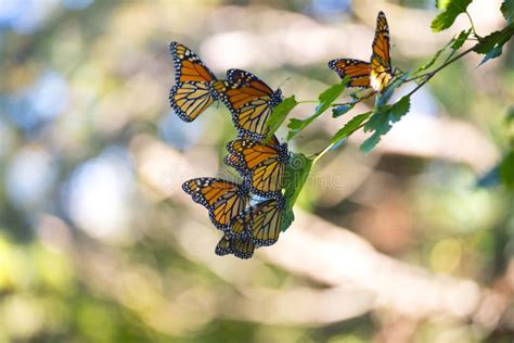 A Cluster Of Monarch Butterflies On A Branch Stock Photo Image Of