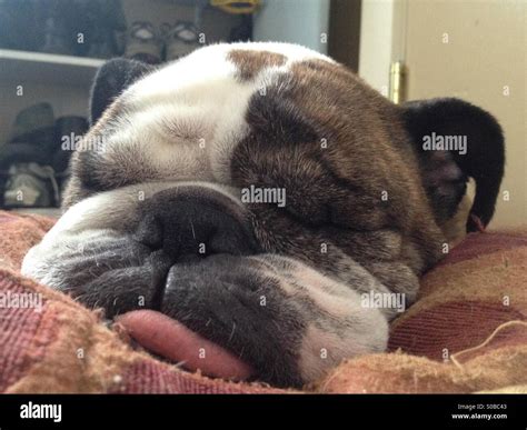 Close Up View Of An English Bulldog Sleeping Stock Photo Alamy