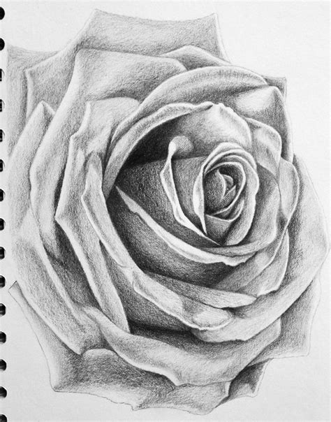 Best 25 Rose Pencil Sketch Ideas On Pinterest Realistic Rose Drawing