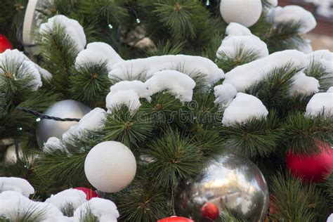 Christmas Tree With Snow Stock Image Image Of Celebration 95188483