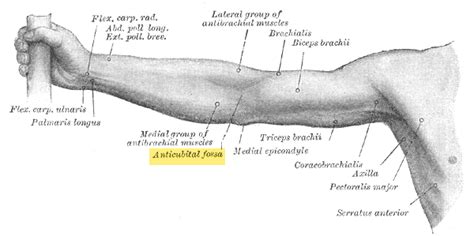 Cubital Fossa Anatomy And Significance Bone And Spine