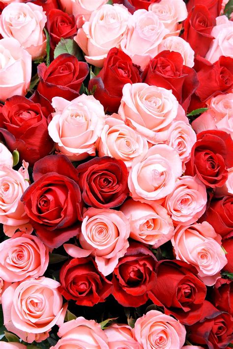 Red Pink Roses Pink Flowers Wallpaper Pink Roses Background Rose