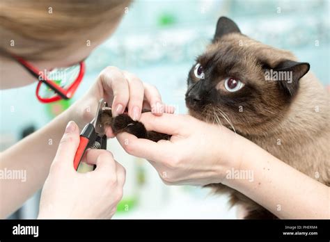 The Vet Cut The Cats Claws White Background Stock Photo Alamy