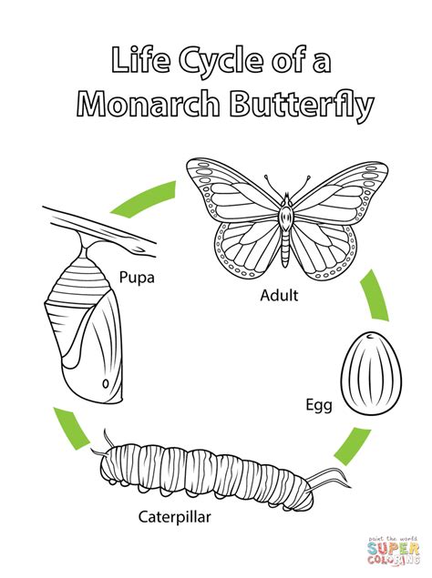 See the complete life cycle of a butterfly including the actual moment it hatches from its tiny egg to its amazing transformation into a glorious butterfly! Life Cycle of a Monarch Butterfly coloring page | Free ...