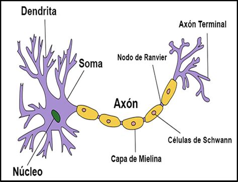 Razonamiento MatemÁtico Iv DescripciÓn GrÁfica De La Neurona