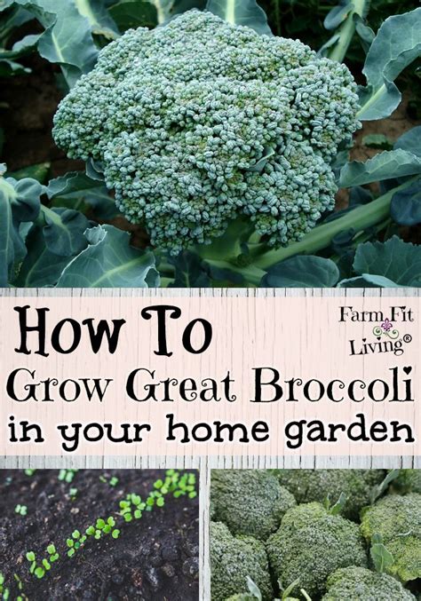 Broccoli Growing In The Garden With Text Overlay How To Grow Great