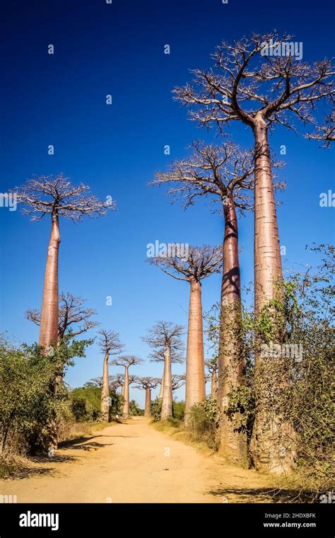 Baobab Tree Madagascar Baobab Trees Madagascars Stock Photo Alamy