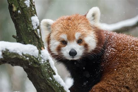 Facts About Red Pandas Live Science