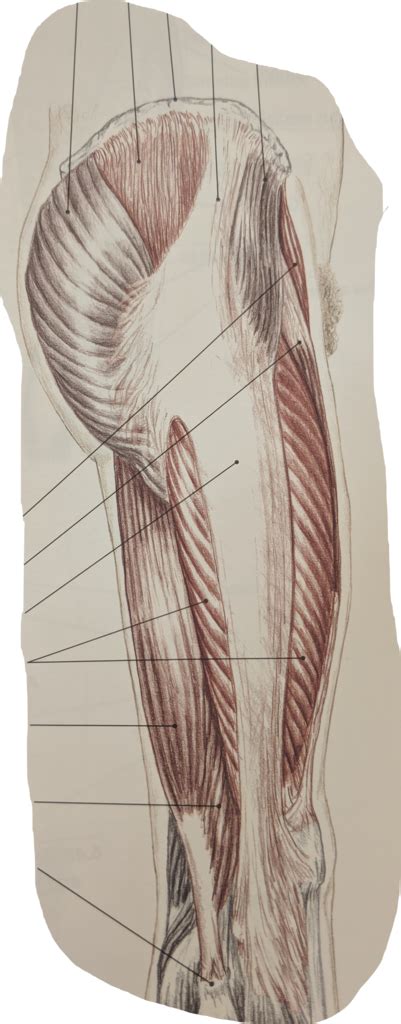 Pelvisthigh Muscles Lateral View Diagram Quizlet