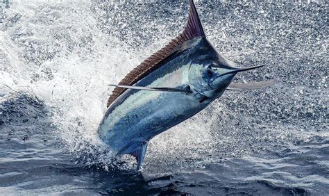 Tips And Tricks How To Take Stunning Photos Of Marlin And Sailfish Fecop