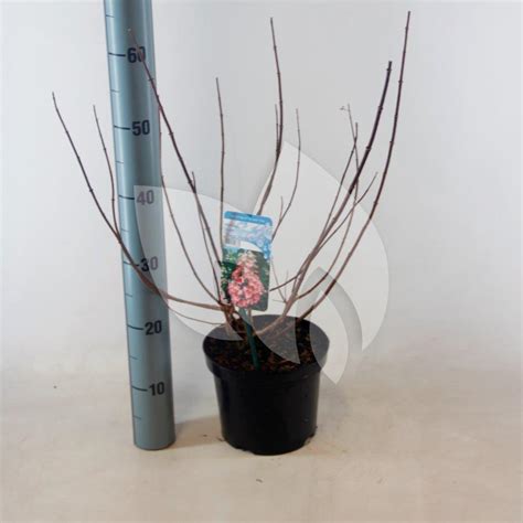 We did not find results for: Plantenwinkel.nl Hydrangea Paniculata "Mega Mindy ...