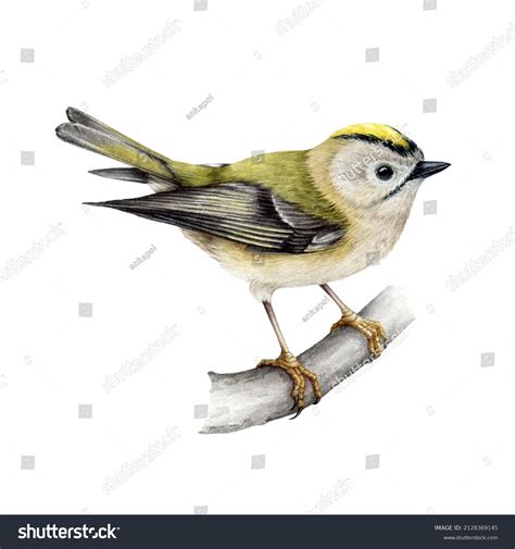 Goldencrowned Kinglet Bird Watercolor Realistic Illustration Stock