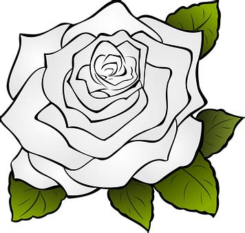 Mawar kuncup bunga foto gratis di pixabay. 23+ Bunga Mawar Line Art - Gambar Bunga Indah