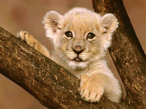 Cute Baby Lion 2020 Live Wallpaper Hd