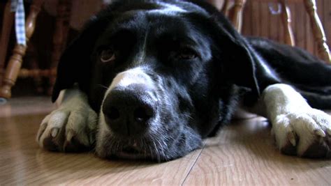Large Dog Lying Down With Sad Eyes Stock Footage Video
