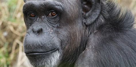 12 Interesting Facts About Great Apes Starnews
