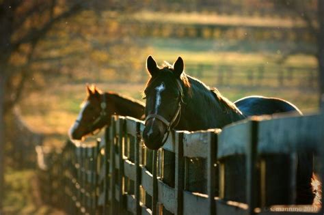 Horsefarmwallpaper Kentucky Horse Farm By ~rainyrose23 On