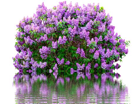 Lilac Spring Purple · Free Photo On Pixabay